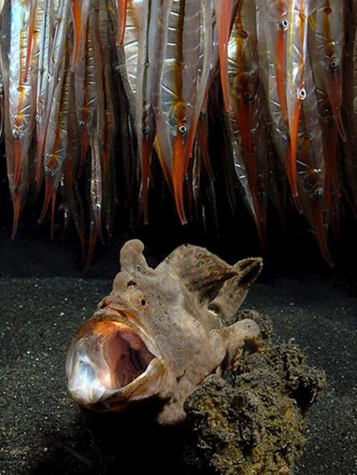 Лучшие краски подводного мира