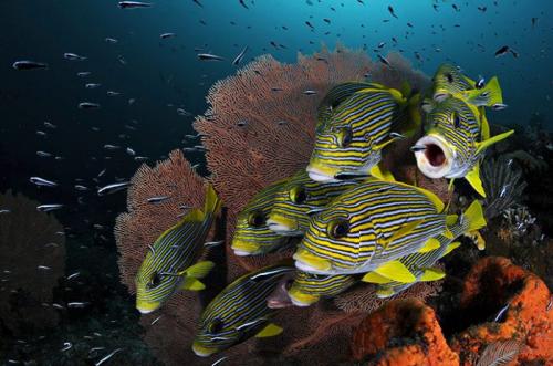 Лучшие краски подводного мира