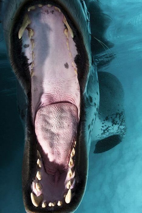 Лучшие краски подводного мира