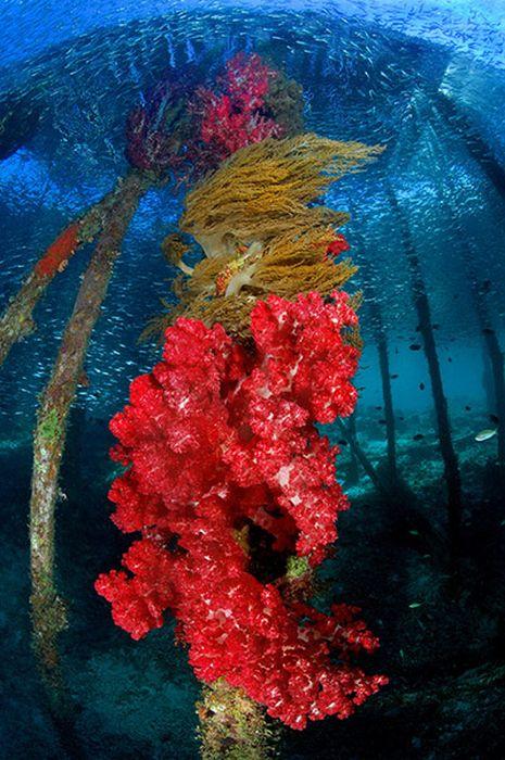 Лучшие краски подводного мира