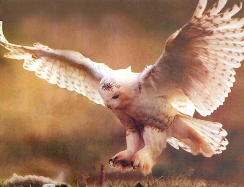 Британская сова освоила скейтборд