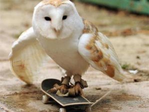 Британская сова освоила скейтборд