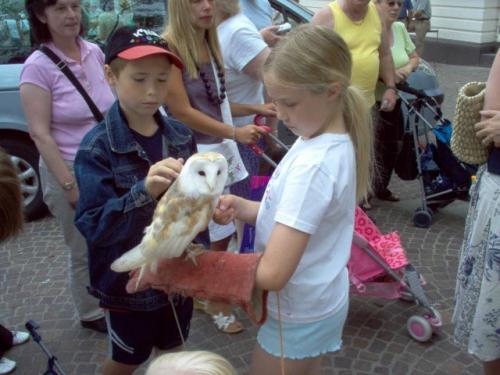 Британская сова освоила скейтборд