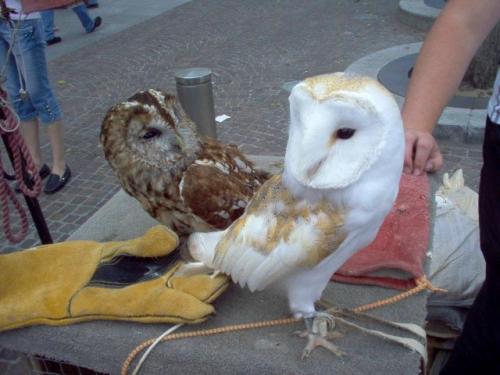 Британская сова освоила скейтборд