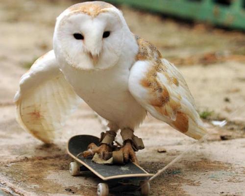 Британская сова освоила скейтборд