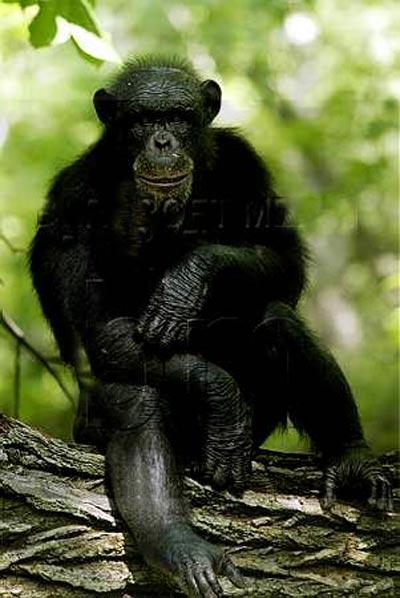 У шимпанзе Чарли — черный пояс по каратэ!