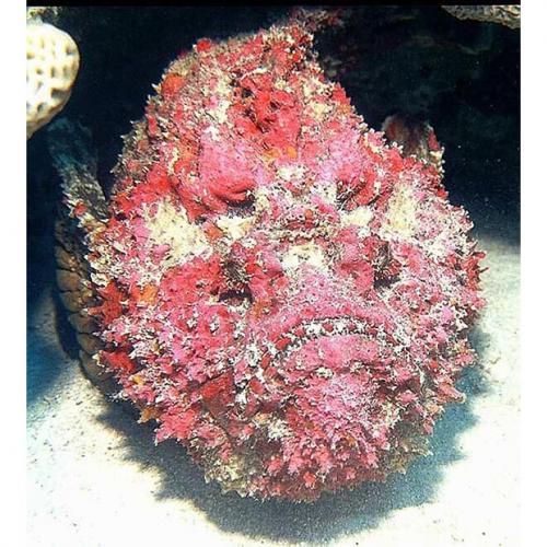 Топ-10 морских монстров