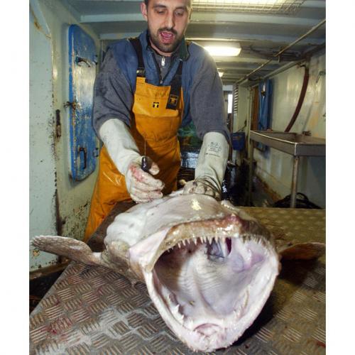 Топ-10 морских монстров