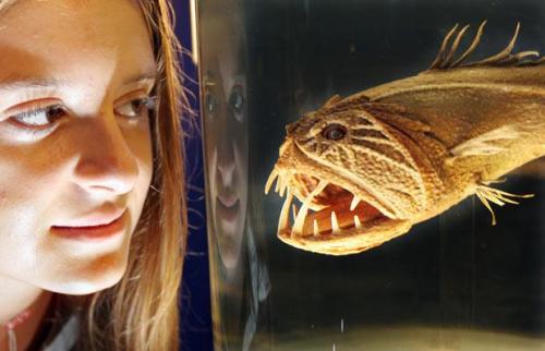 Топ-10 морских монстров