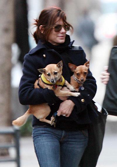 Собачье безумие: любимые питомцы знаменитостей