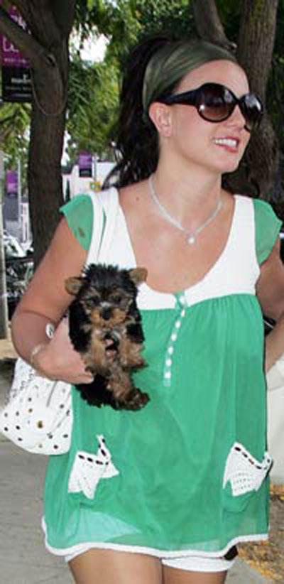 Собачье безумие: любимые питомцы знаменитостей