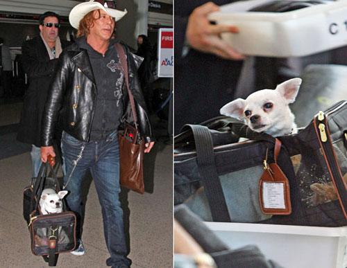 Собачье безумие: любимые питомцы знаменитостей