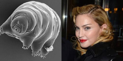 24 странных животных, получивших названия в честь знаменитостей