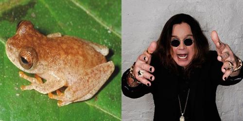 24 странных животных, получивших названия в честь знаменитостей