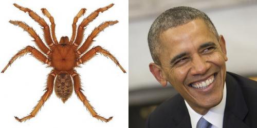 24 странных животных, получивших названия в честь знаменитостей