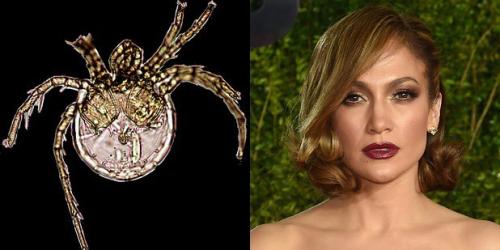 24 странных животных, получивших названия в честь знаменитостей