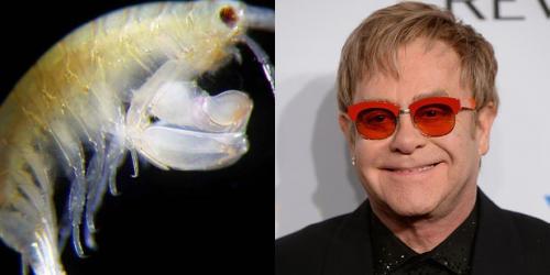 24 странных животных, получивших названия в честь знаменитостей