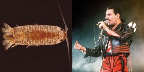 24 странных животных, получивших названия в честь знаменитостей