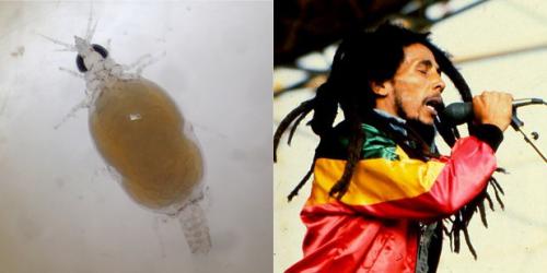 24 странных животных, получивших названия в честь знаменитостей