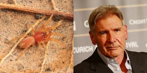 24 странных животных, получивших названия в честь знаменитостей