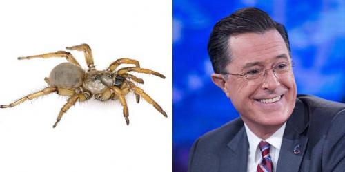 24 странных животных, получивших названия в честь знаменитостей