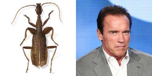 24 странных животных, получивших названия в честь знаменитостей