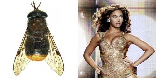 24 странных животных, получивших названия в честь знаменитостей