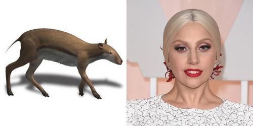 24 странных животных, получивших названия в честь знаменитостей