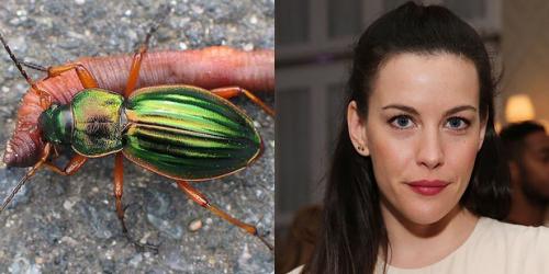 24 странных животных, получивших названия в честь знаменитостей