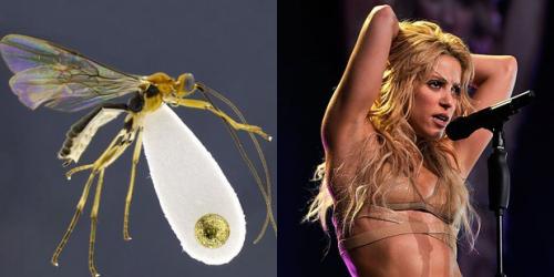 24 странных животных, получивших названия в честь знаменитостей