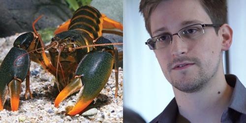 24 странных животных, получивших названия в честь знаменитостей