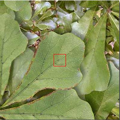 Космическое увеличение: от гигантского к микроскопическому