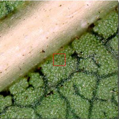 Космическое увеличение: от гигантского к микроскопическому
