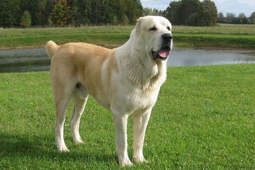 Популярные породы собак-охранников