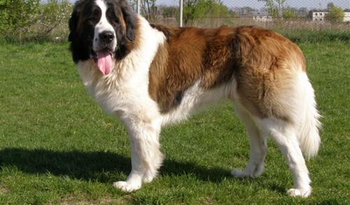 Популярные породы собак-охранников