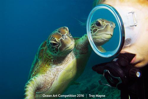 Снимки-победители Конкурса подводной фотографии 2016