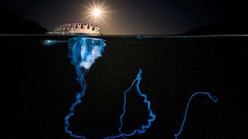 Снимки-победители Конкурса подводной фотографии 2016