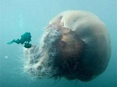 У берегов Японии найдена гигантская 200-килограммовая медуза!