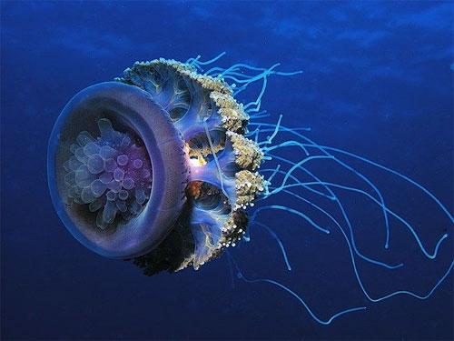 У берегов Японии найдена гигантская 200-килограммовая медуза!