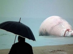 На берег вымыло огромную тушу