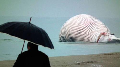 На берег вымыло огромную тушу