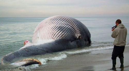 На берег вымыло огромную тушу