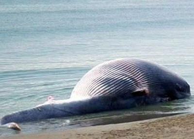 На берег вымыло огромную тушу