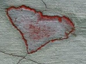 Природа послала человеку "валентинки"