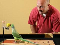 Ожереловый попугай стал звездой Интернета
