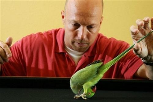 Ожереловый попугай стал звездой Интернета