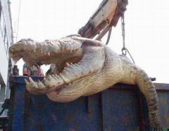 В Уганде пойман крокодил-людоед, съевший 80 человек