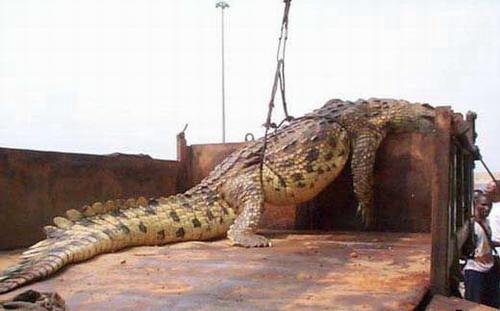 В Уганде пойман крокодил-людоед, съевший 80 человек