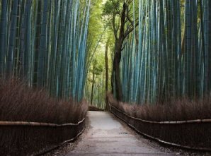 Самые невероятные снимки деревьев