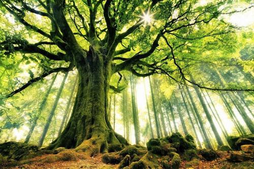 Самые невероятные снимки деревьев